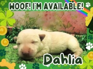 Home 2 Dahlia 1wk FT