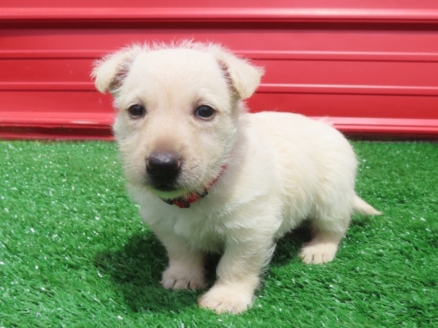 Dahlia 6wk