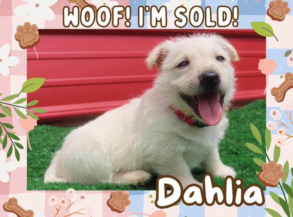 Dahlia 6wk ft 3