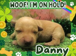 Home 6 Danny 1wk FT 2