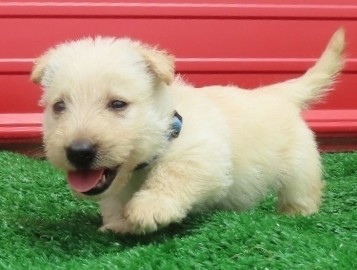 Darko 6wk 2