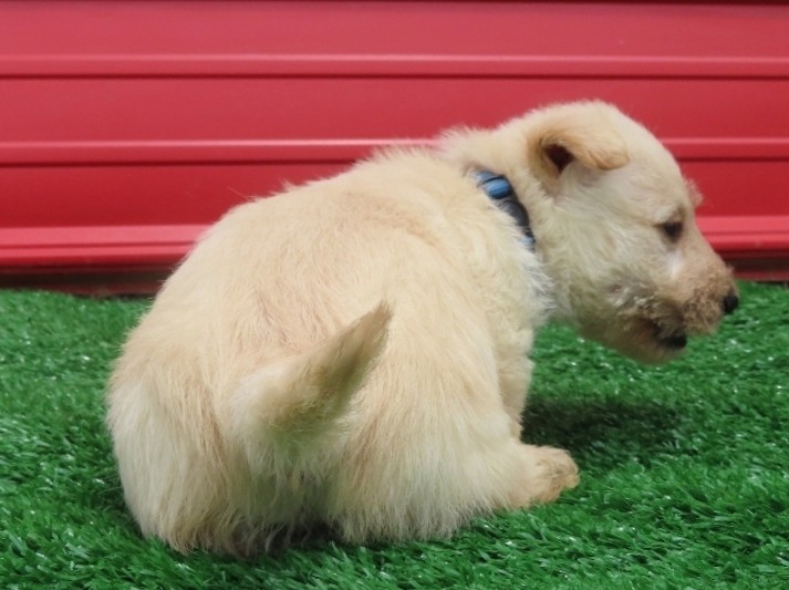 Darko 6wk 4