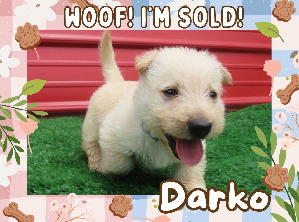 Darko 6wk ft 3