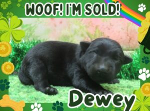 Home 4 Dewey 1wk FT 3