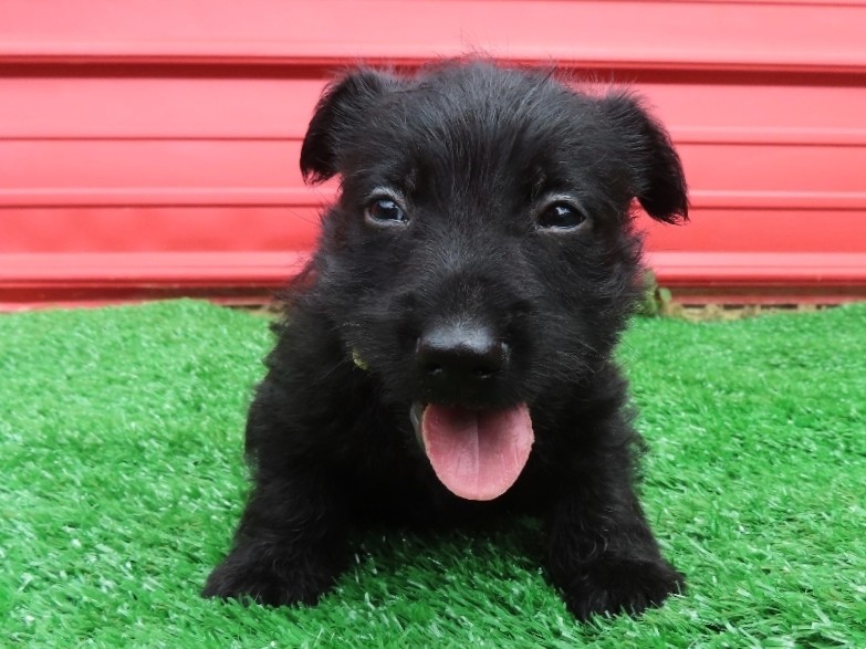 Dewey 6wk 1