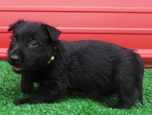 Dewey 6wk