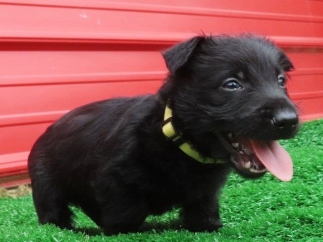 Dewey 6wk 3