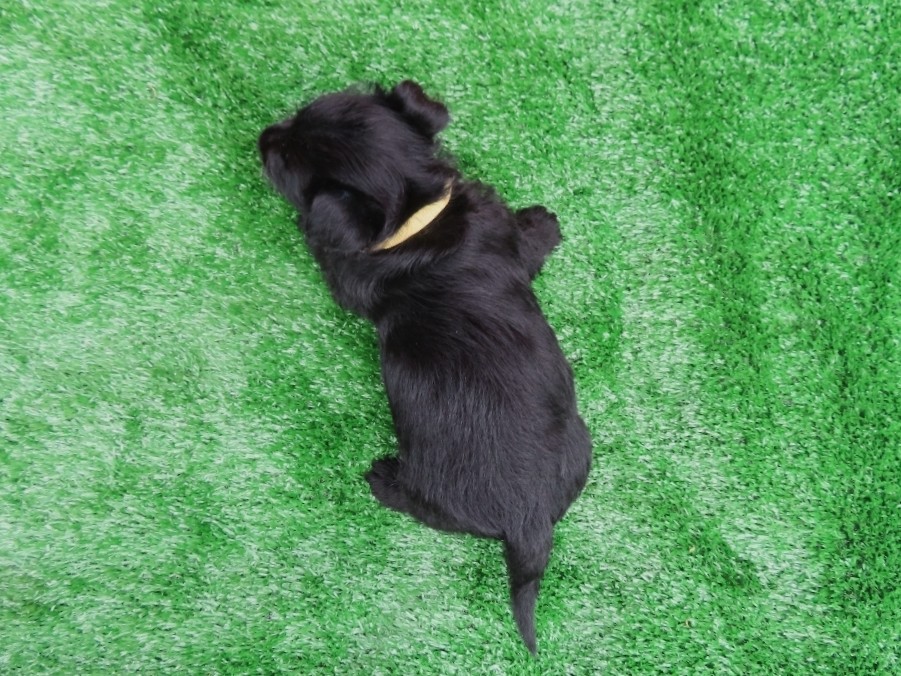 Dewey 6wk 4
