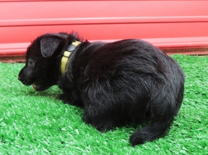 Dewey 6wk 5