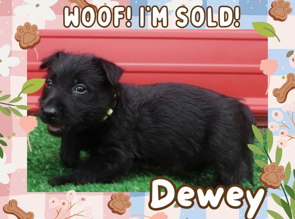Dewey 6wk ft 3
