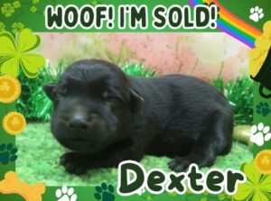 Home 5 Dexter 1wk FT 3