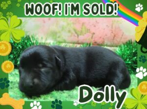 Home 7 Dolly 1wk FT 3