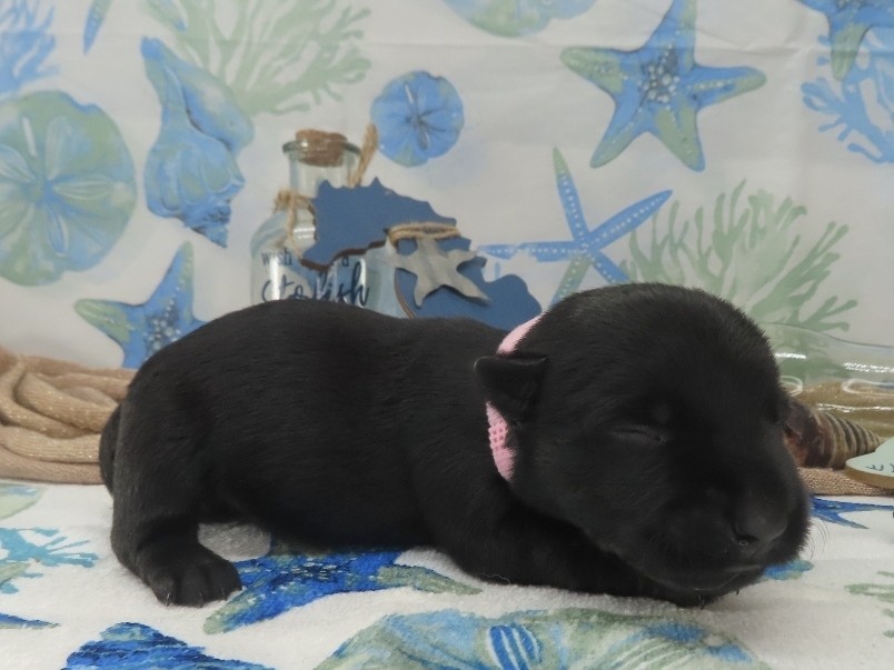 Dolly 2wk 3