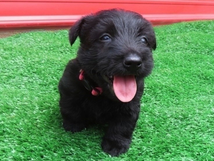 Dolly 6wk 1