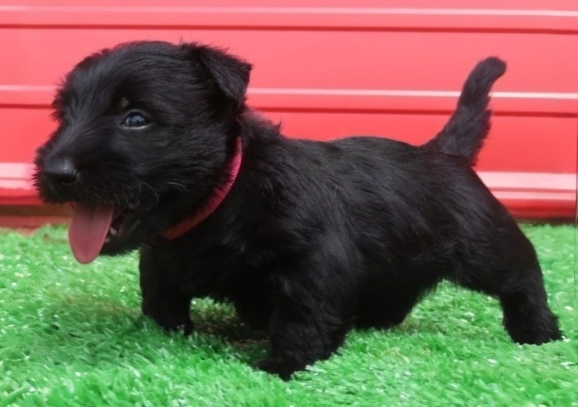 Dolly 6wk 2
