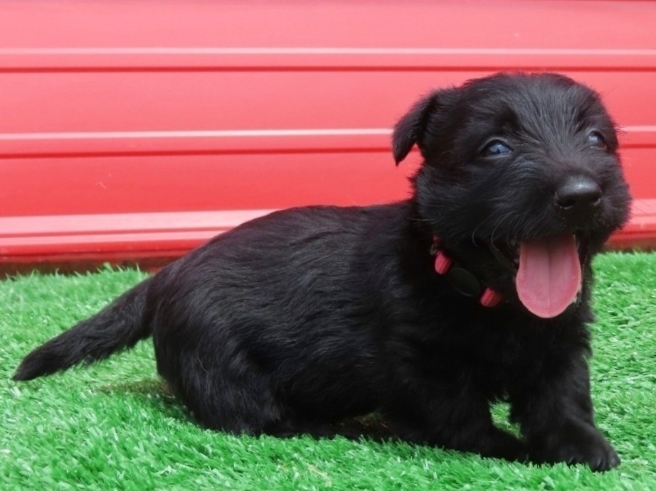 Dolly 6wk 3
