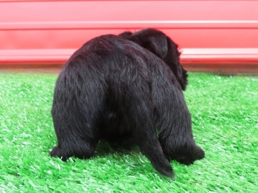 Dolly 6wk 4