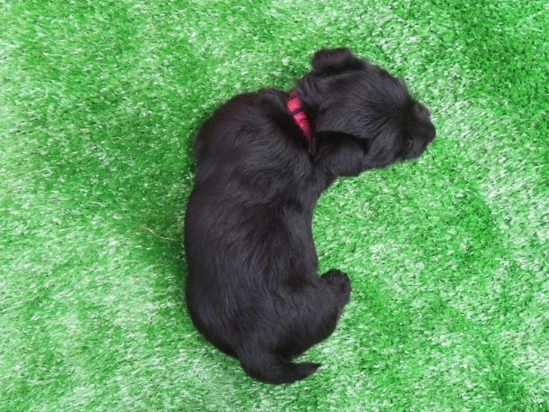 Dolly 6wk 5