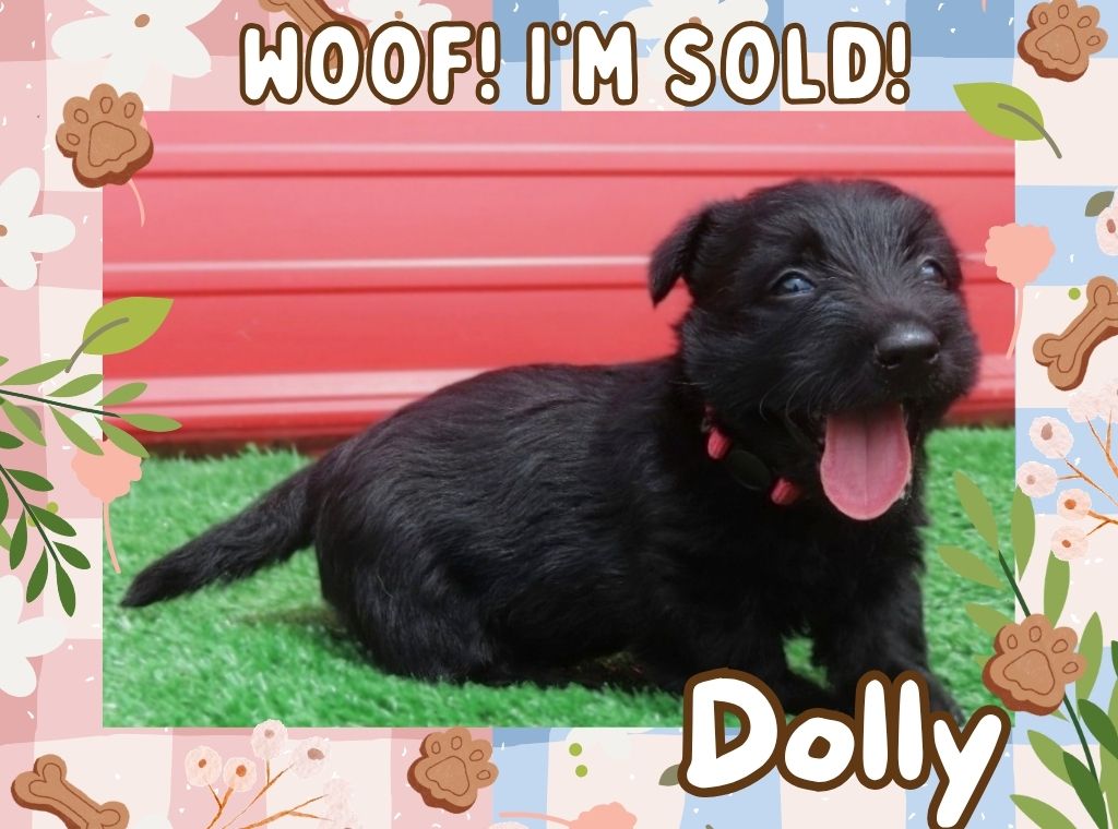 Dolly 6wk ft 3