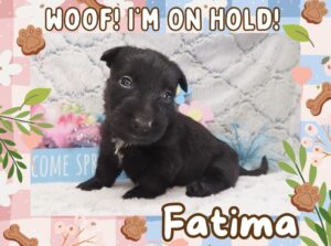 Fatima 4.5 wk ft 2