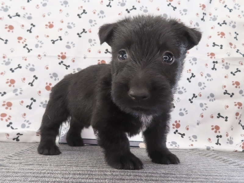 Fatima 5wk 3