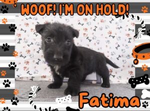 Fatima 5wk FT 2