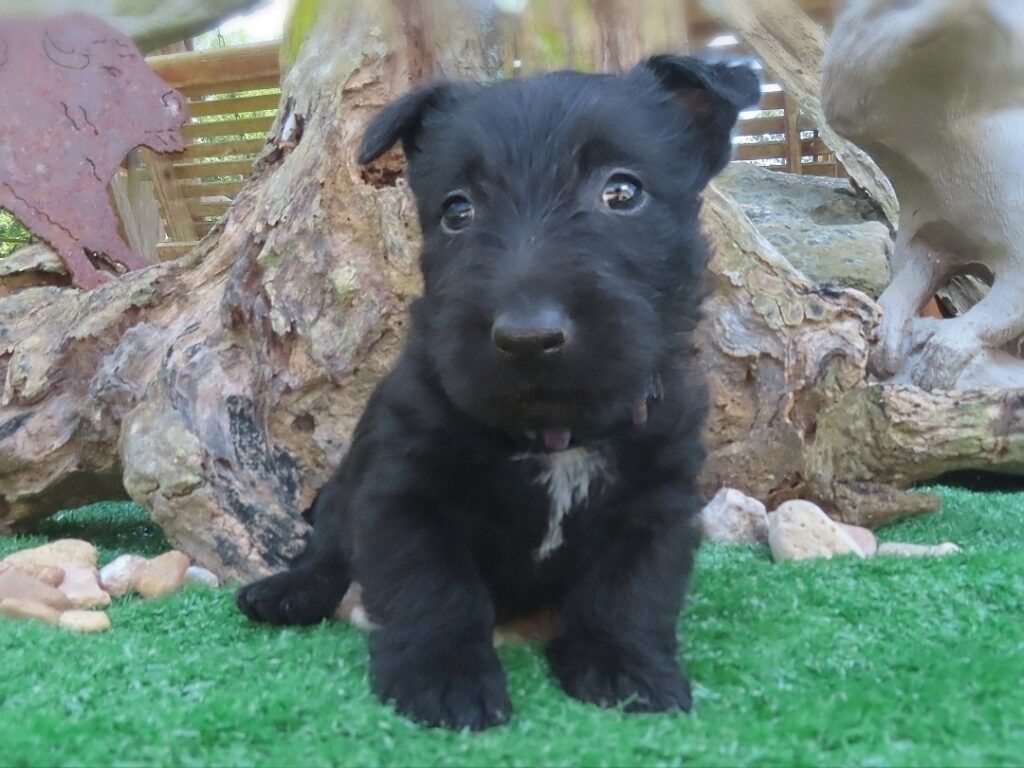 Fatima 6wk 1