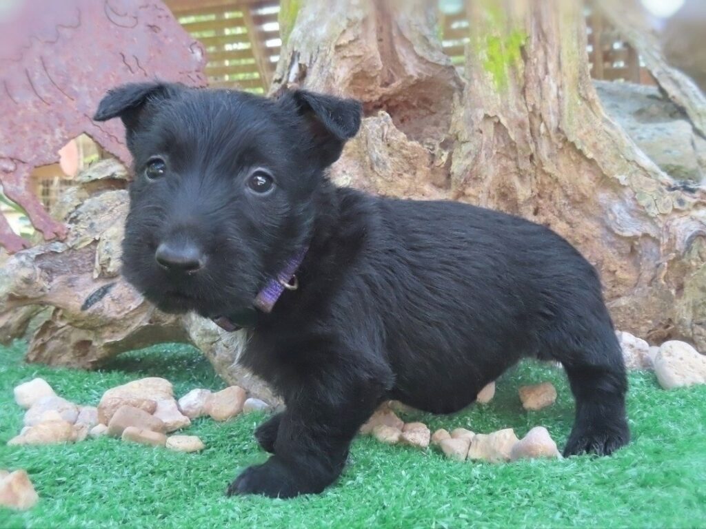Fatima 6wk 2