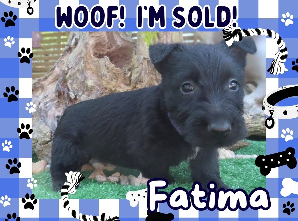 Fatima 6wk FT 3
