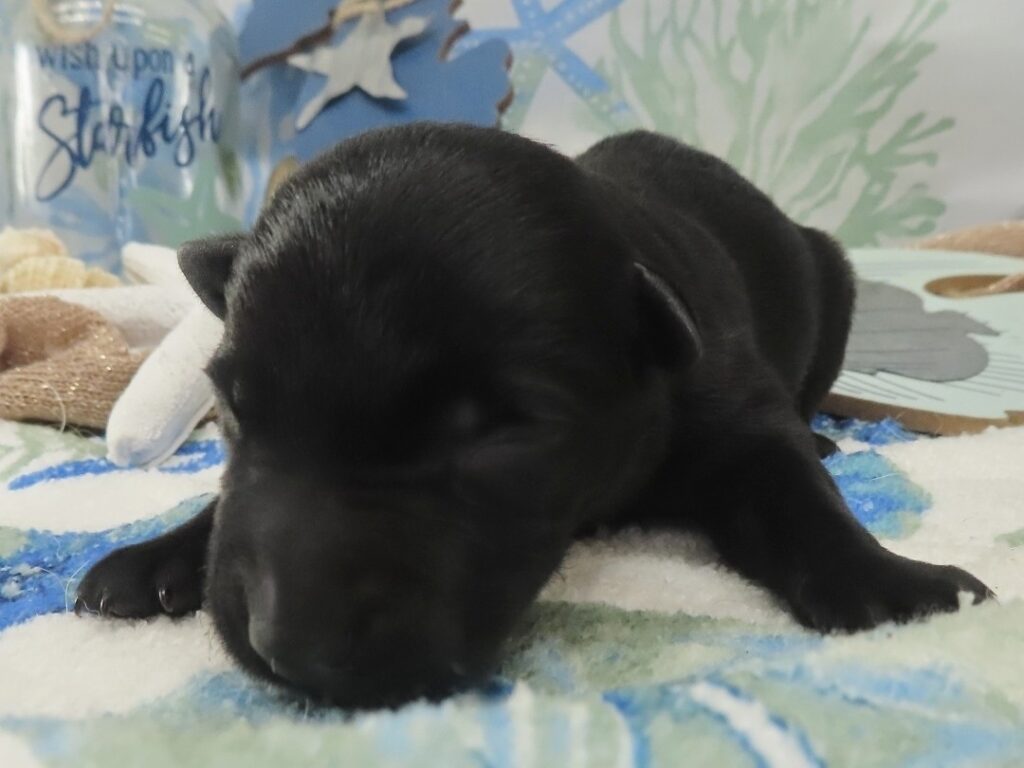 Felix 1wk 1