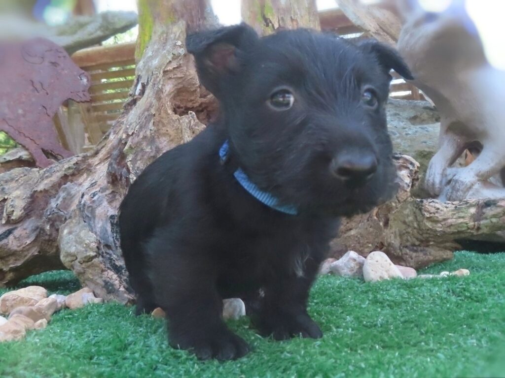 Felix 5wk 1 1
