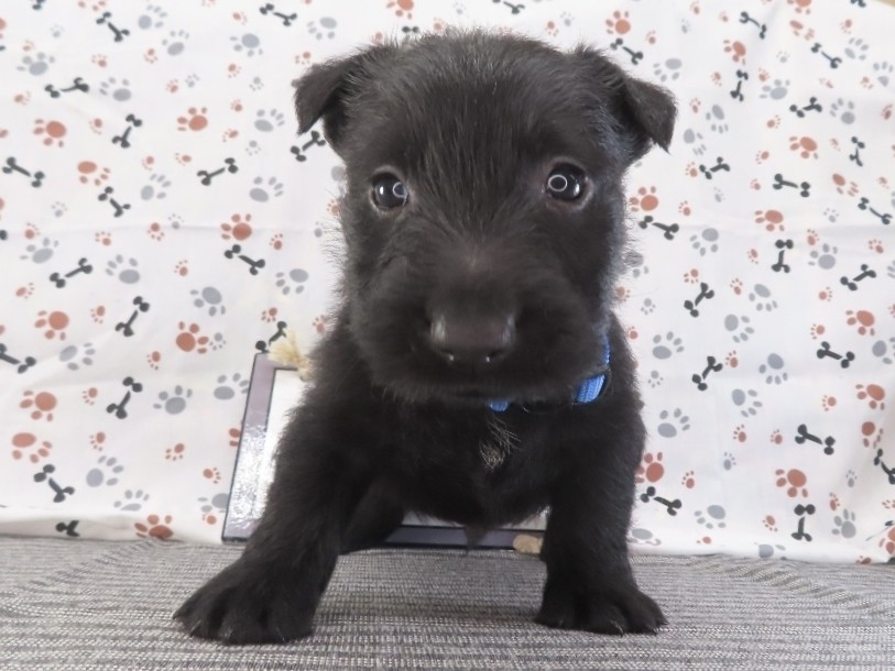 Felix 5wk 1