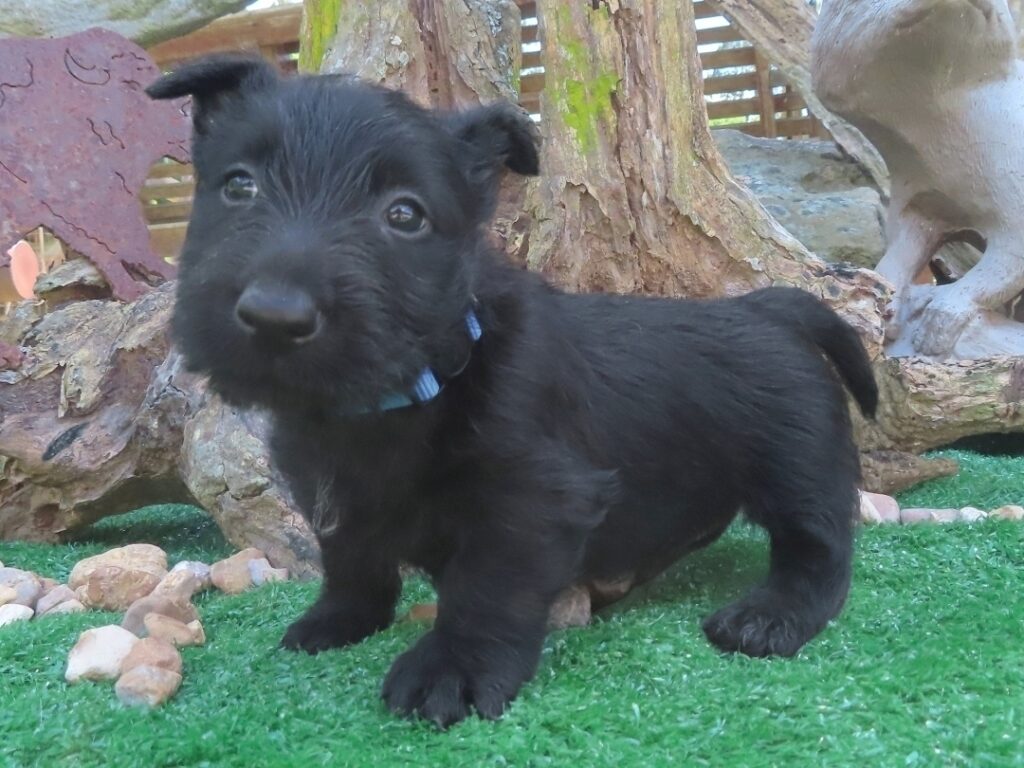 Felix 5wk 2 1
