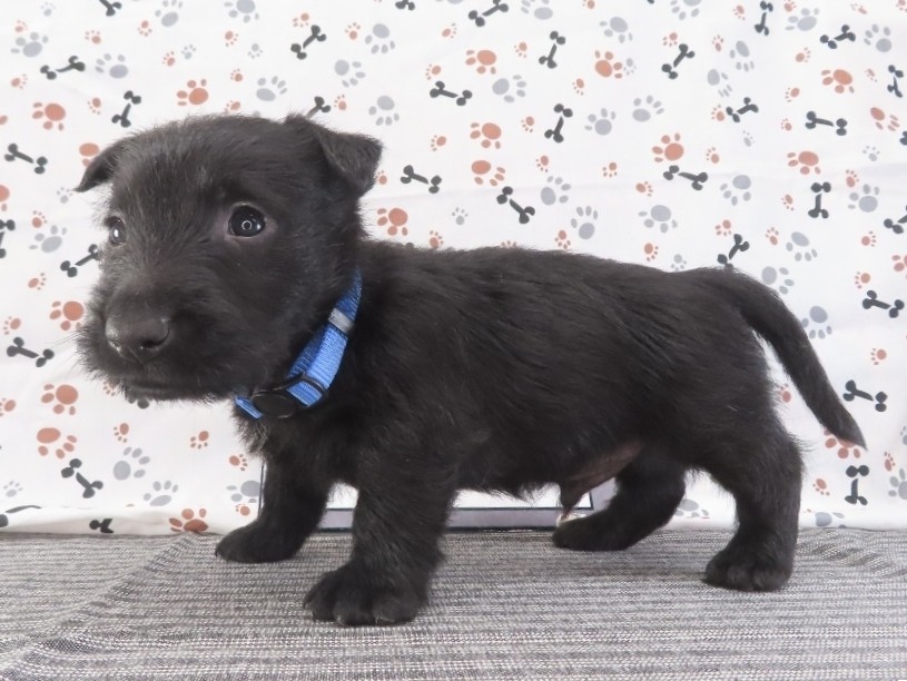 Felix 5wk 2