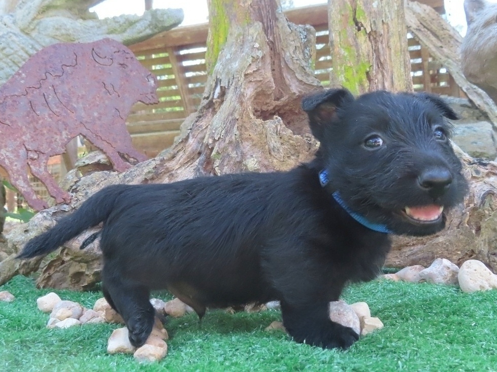 Felix 5wk 3 1
