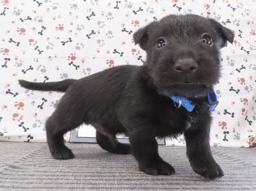 Felix 5wk 3