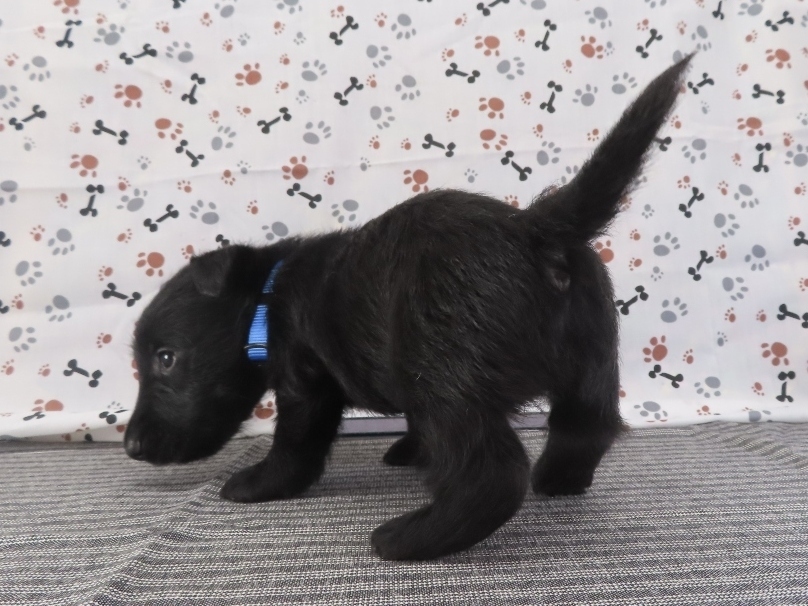 Felix 5wk 4
