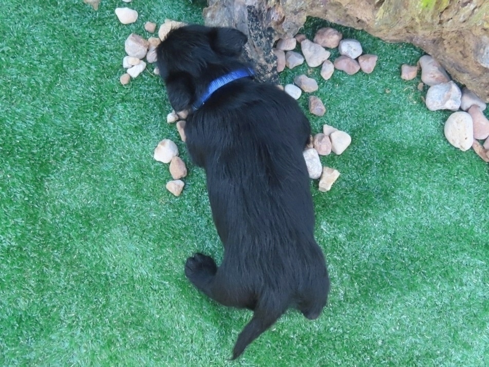 Felix 5wk 5 1