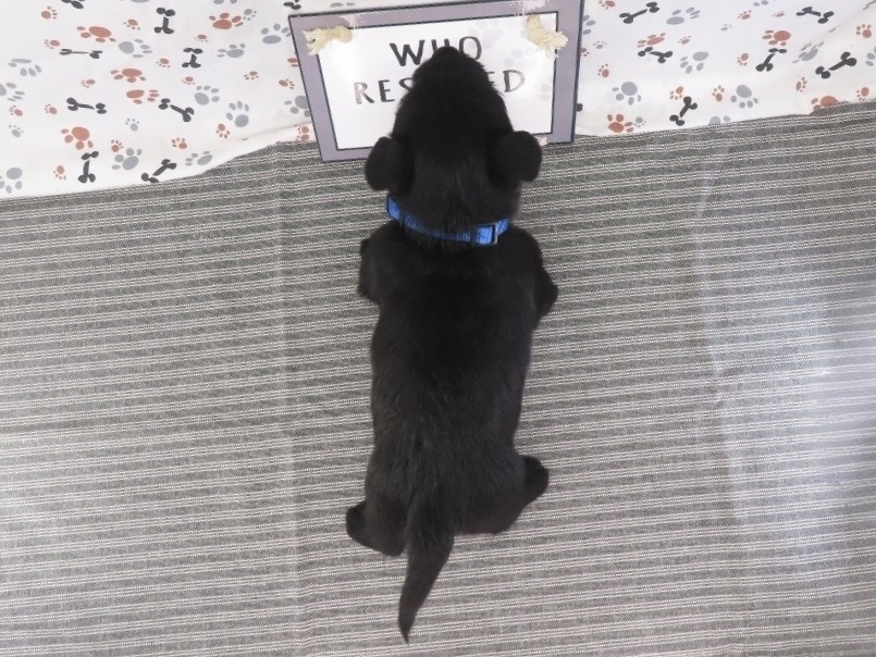 Felix 5wk 5
