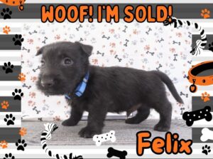 Felix 5wk FT 3