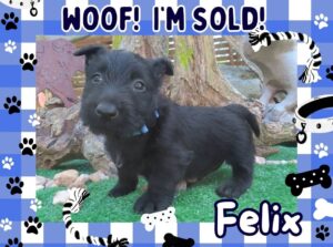 Felix 6wk FT 3