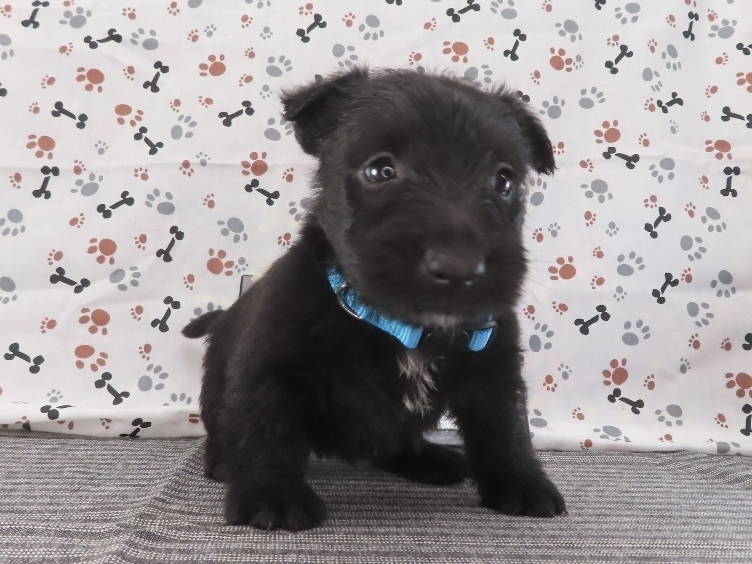 Fifi 5wk 1