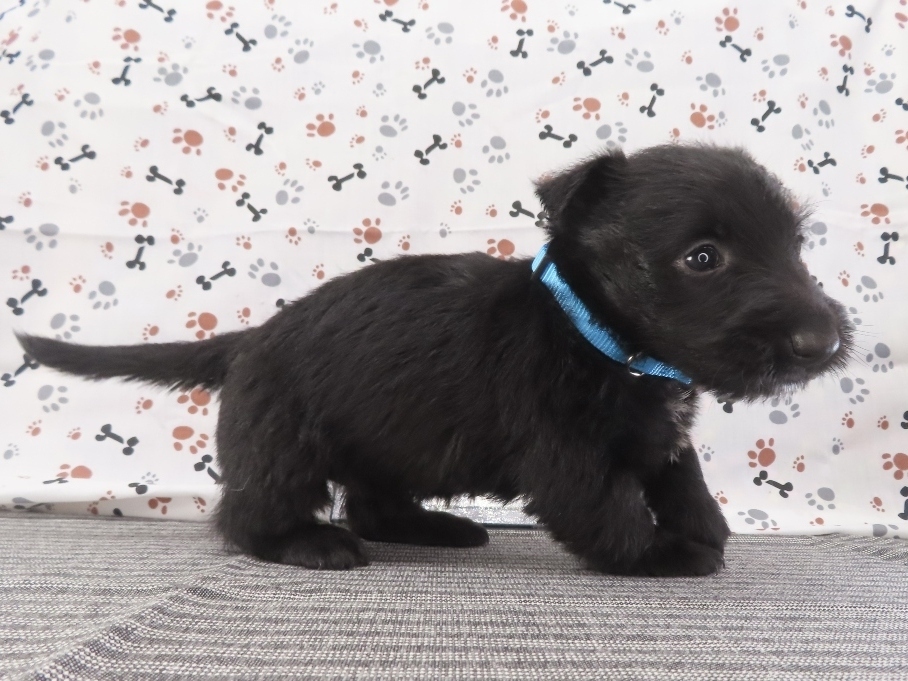 Fifi 5wk 3