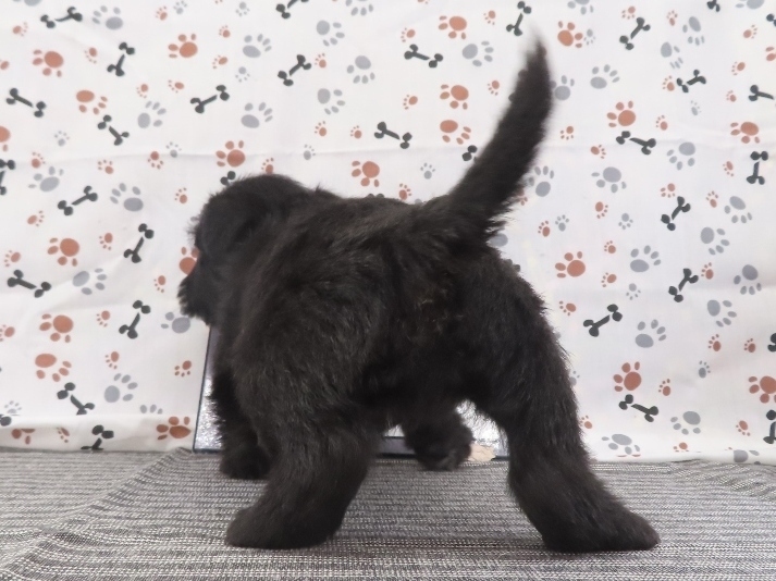 Fifi 5wk 4