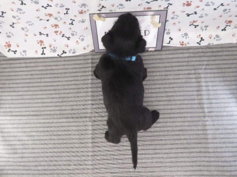 Fifi 5wk 5