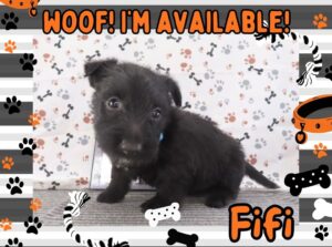 Fifi 5wk FT