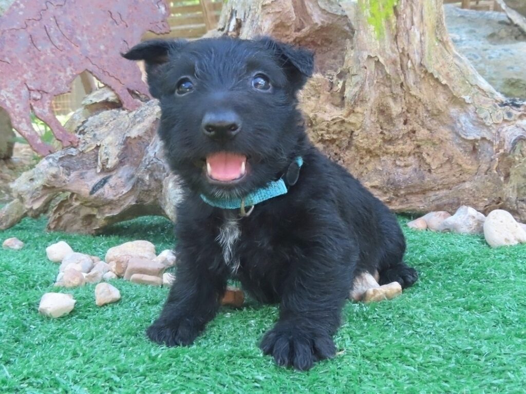 Fifi 6wk 1