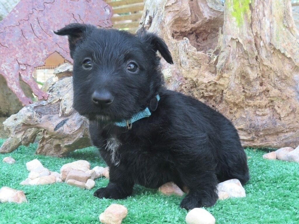Fifi 6wk 2