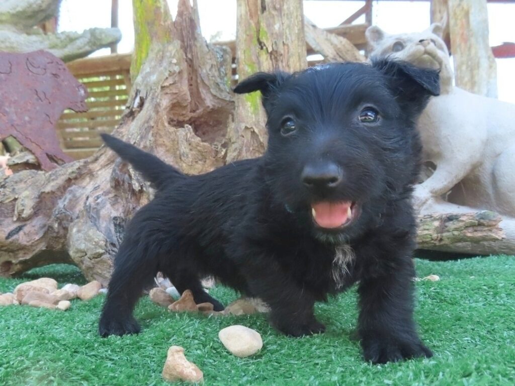 Fifi 6wk 3