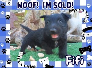 Fifi 6wk FT 3